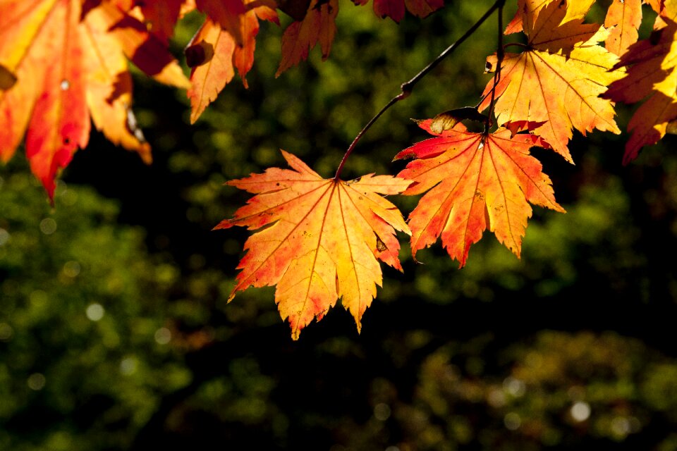The leaves leaf red maple