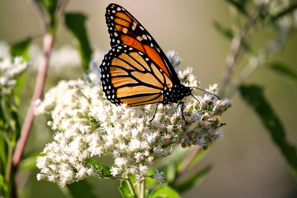 Nature floral monarch