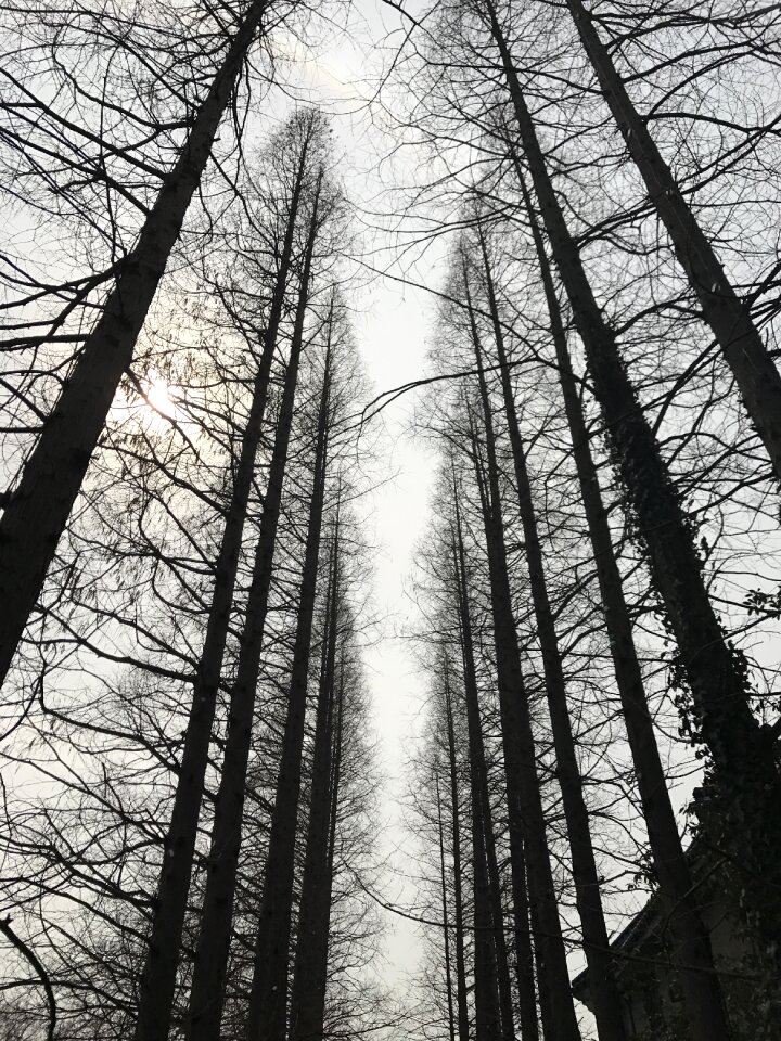 Yangzhou forest park woods