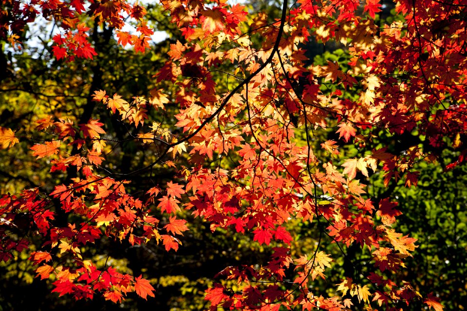 The leaves leaf red maple