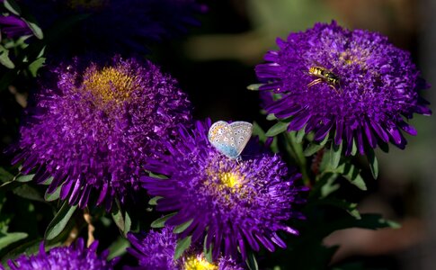 Mov wings coloring