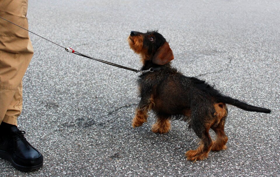 Dachshund obedient dog training