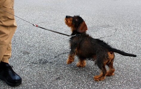 Dachshund obedient dog training