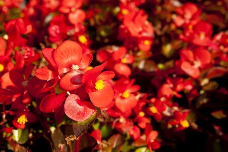 Flowers autumn red