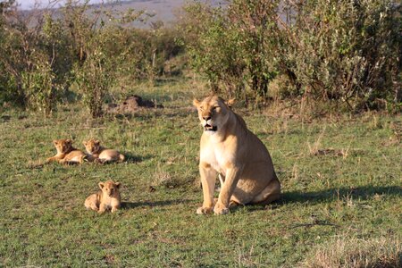 Kenya safari cubs photo