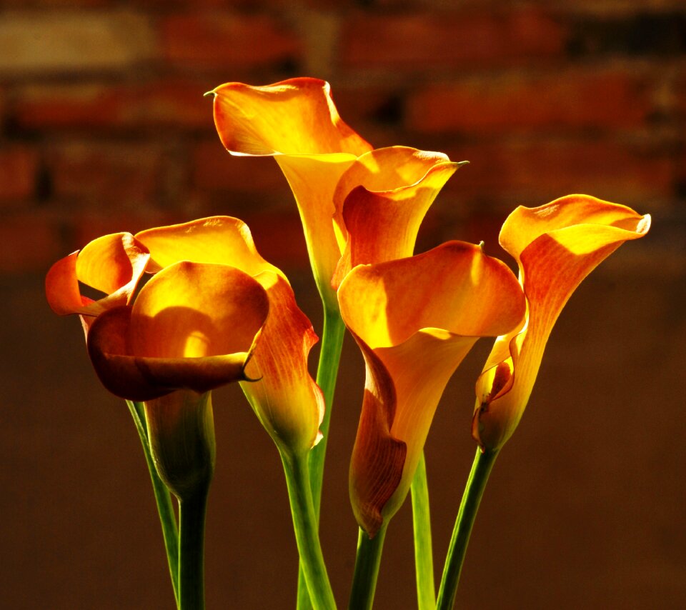Flowers sludges Free photos