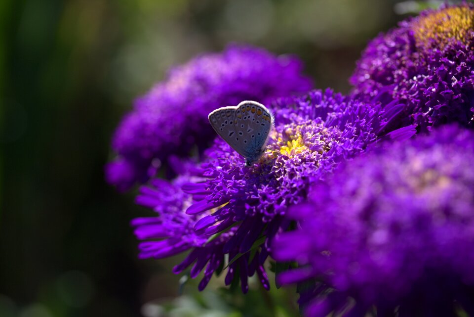 Mov wings coloring