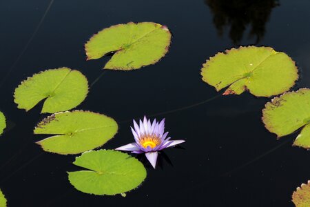 Lotus botanical gardens denver