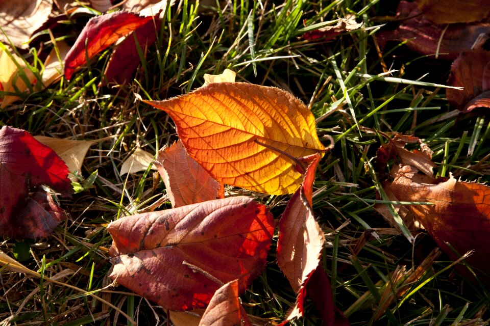 The leaves leaf red maple
