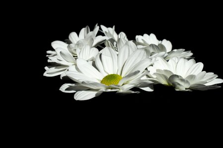 White black color flower photo