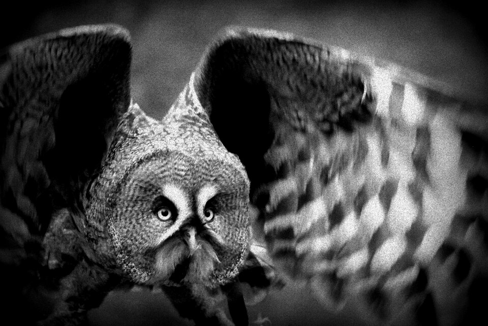 Black and white photography owl flight