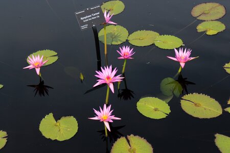 Lotus botanical gardens denver