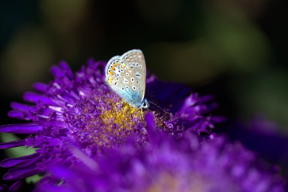 Mov wings coloring