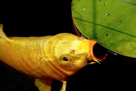 Aquatic plant fish pond fish photo