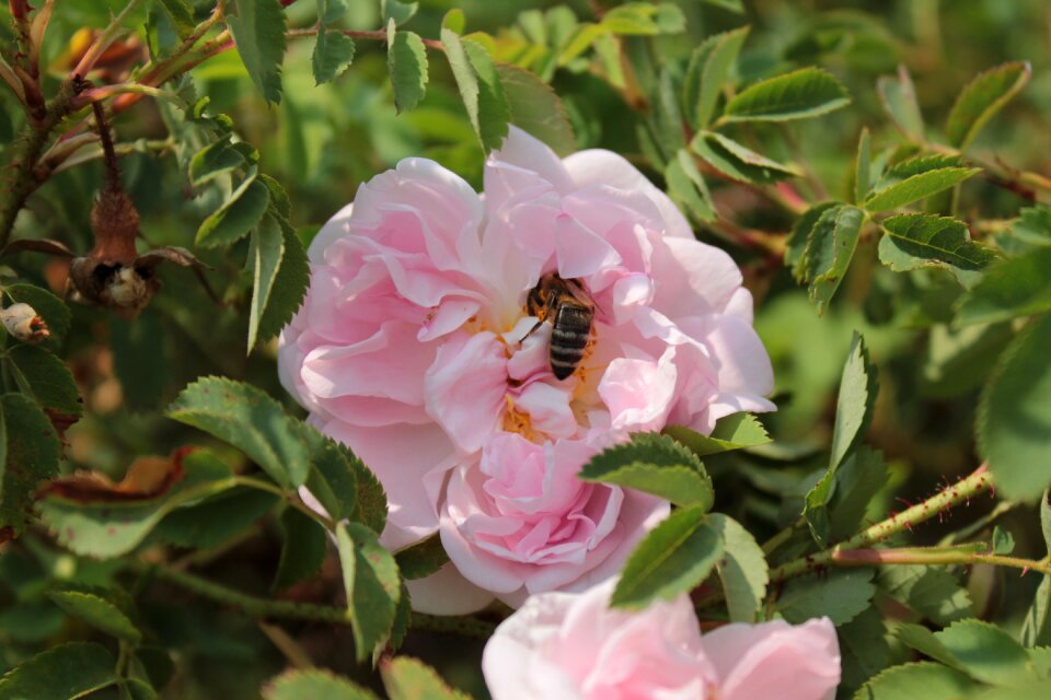 Nectar pink pink flower