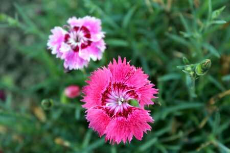 Summer nature flowering photo