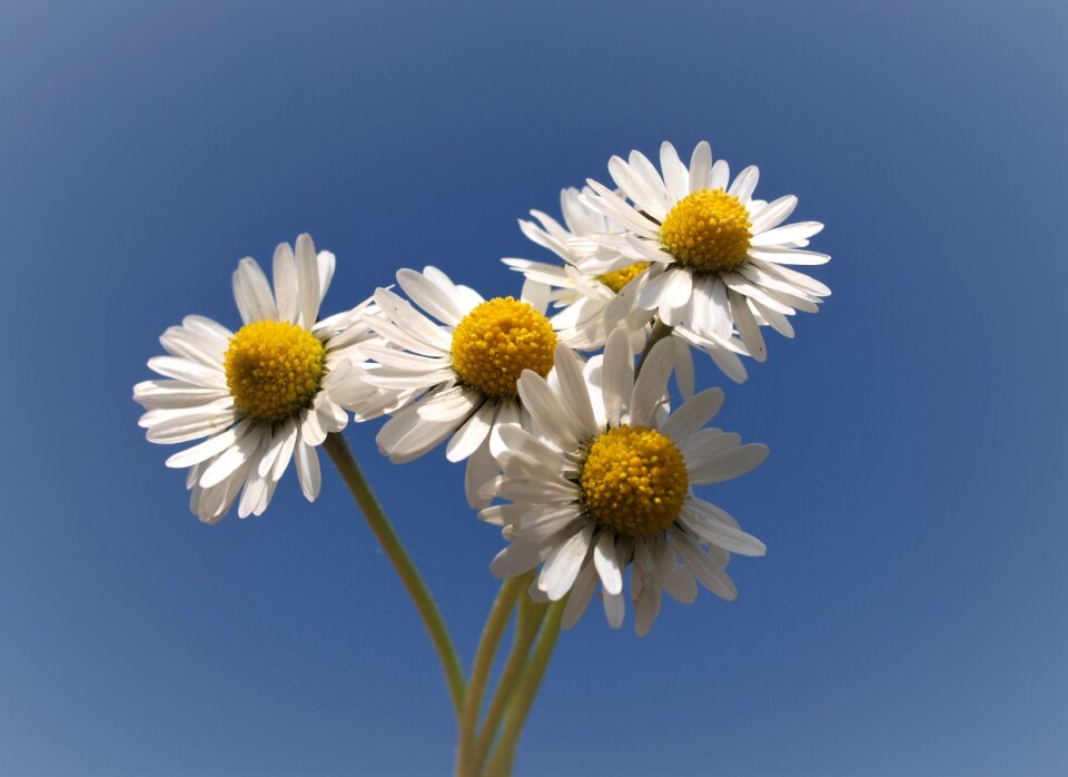 Summer petal desktop
