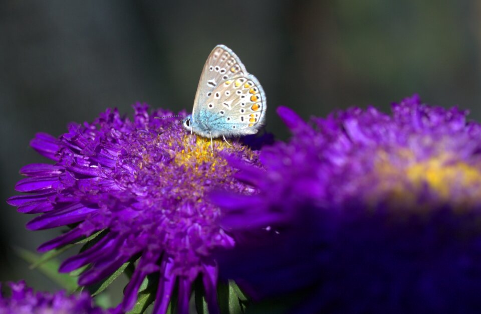 Wings insecta coloring