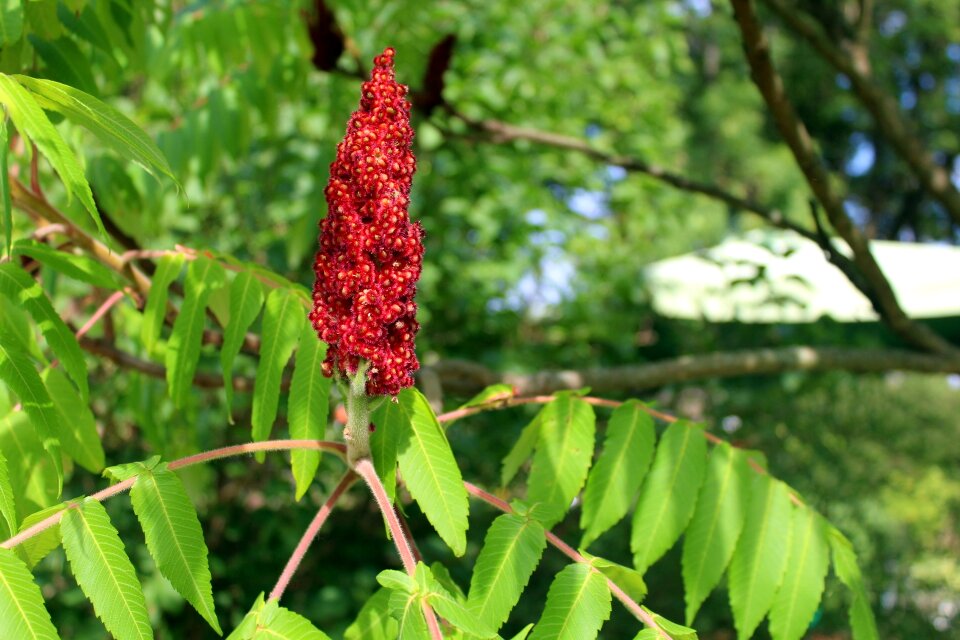 Foliage summer sumac octowiec