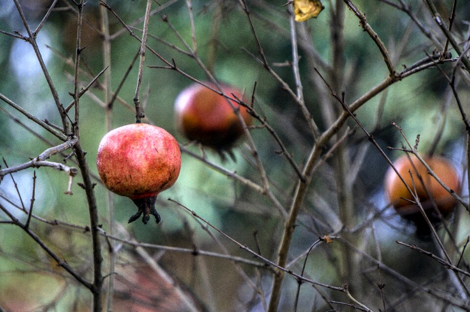 Fruit food nature