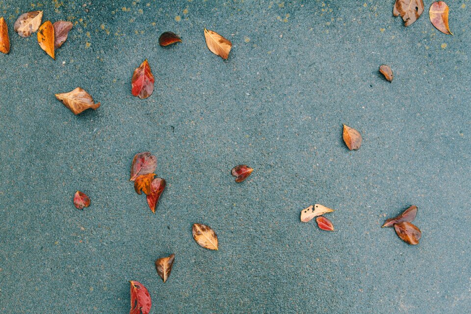 Leaves fall autumn