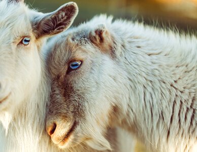 Love wool eyes