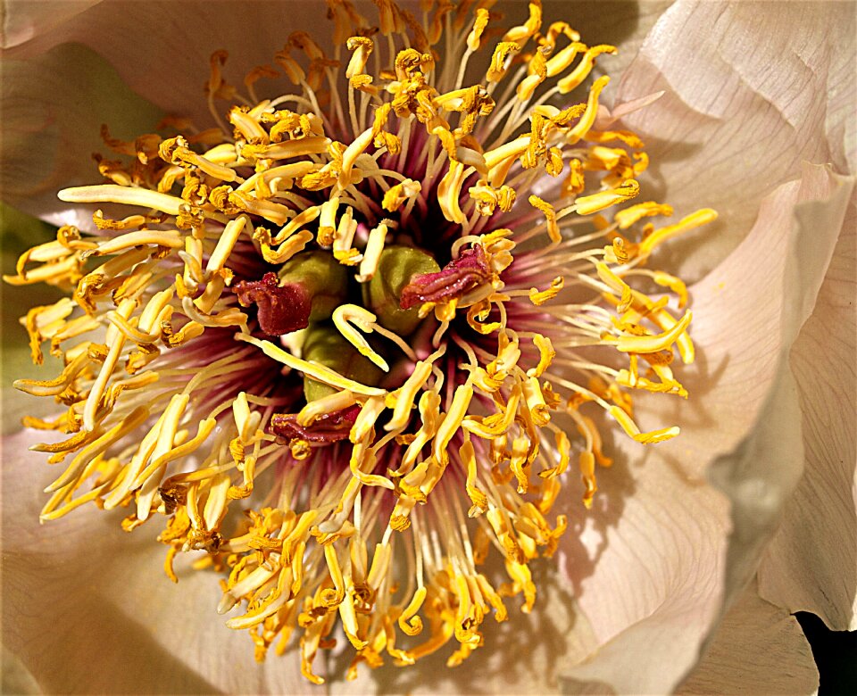 Desktop nature blooming