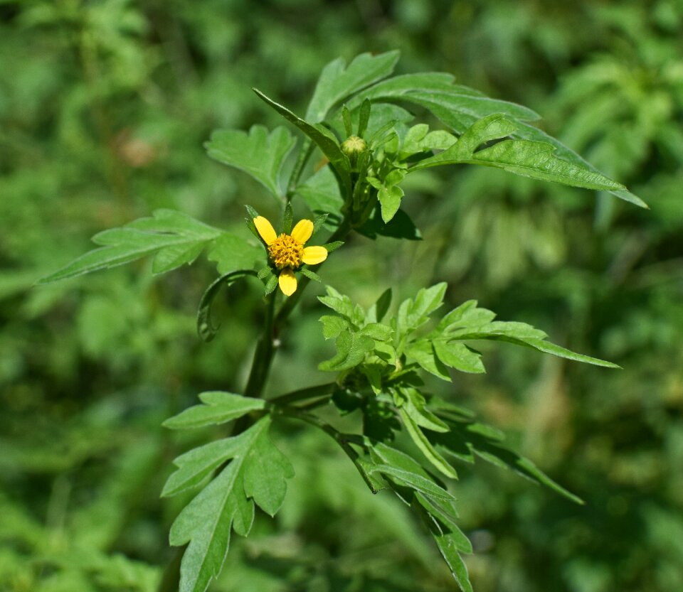 Plant tiny flower blossom