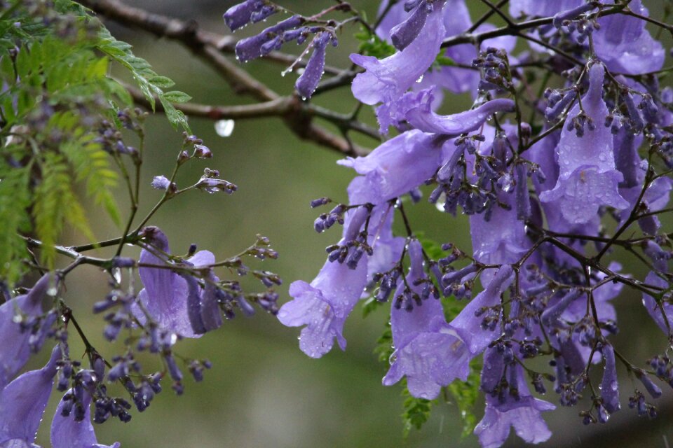 Rain nature jacaranda tree
