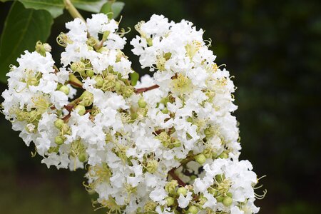 White green brown photo