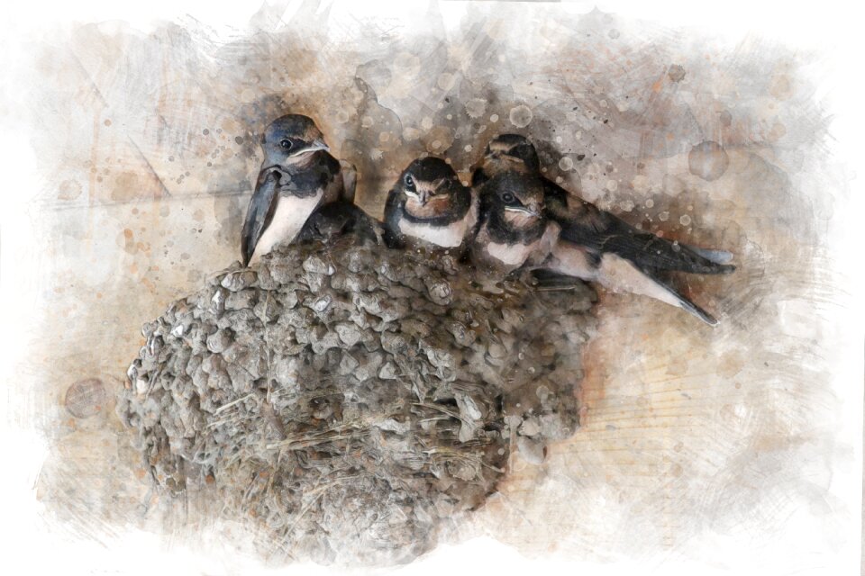Birds feathered race summer