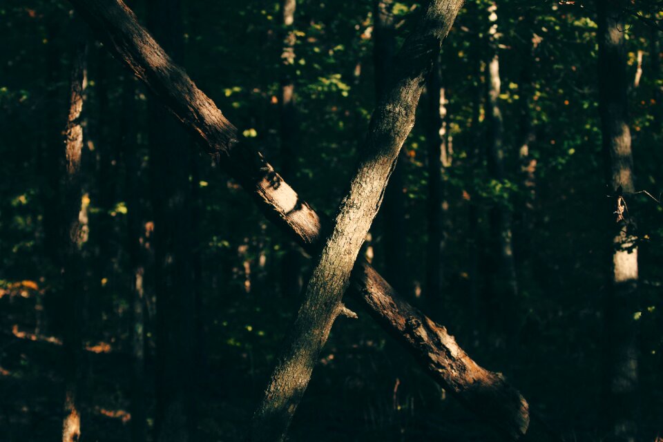 Branches cross outdoors