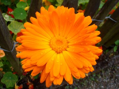 Bloom medicinal plant composites