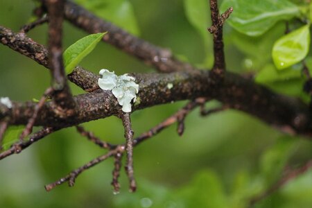 Rain leaves green photo