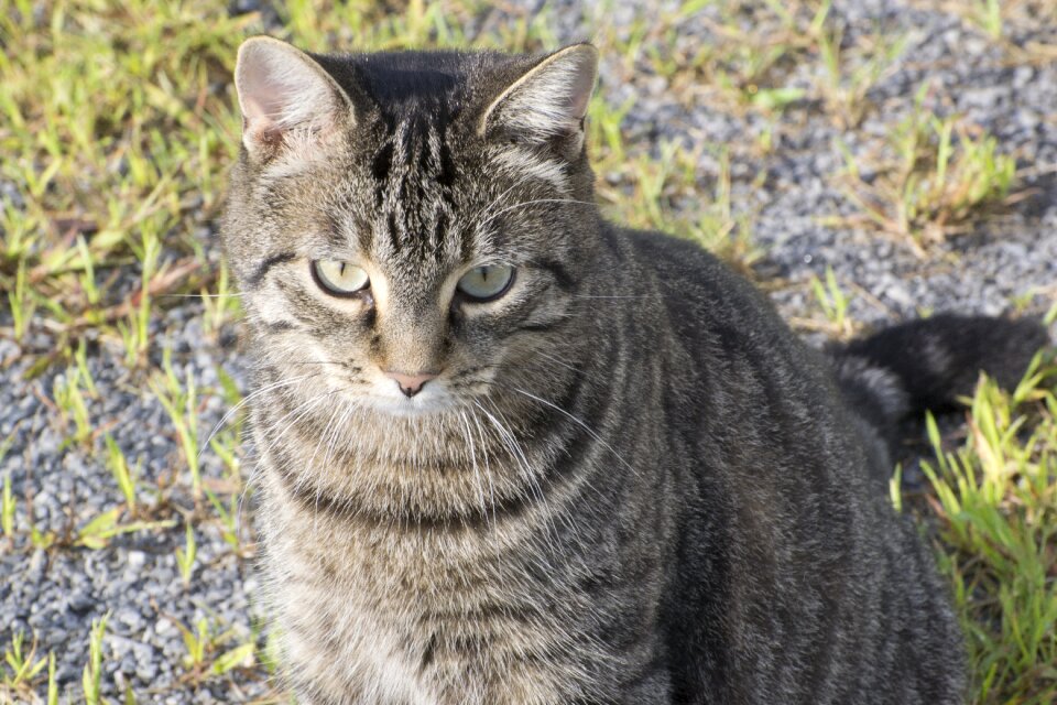 Tabby domestic pet photo