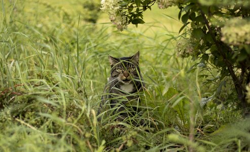 Lurking sneak hunts photo