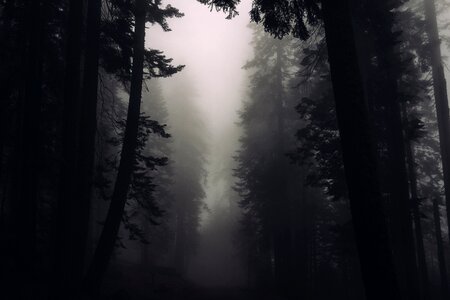 Fog foggy dark photo
