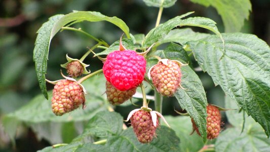 Food healthy garden