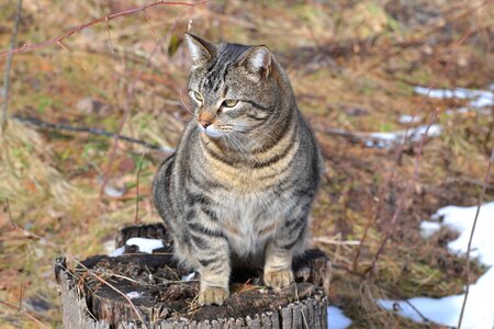 Pet domestic tabby photo