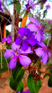 Lilac garden plant