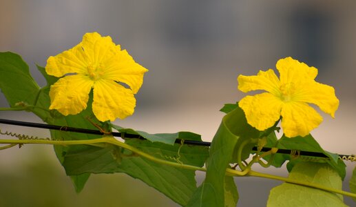 Yellow flowers ridge gourd flowers flowers