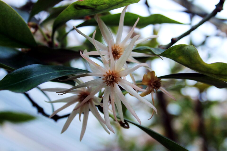 Shikimibaum blossom bloom