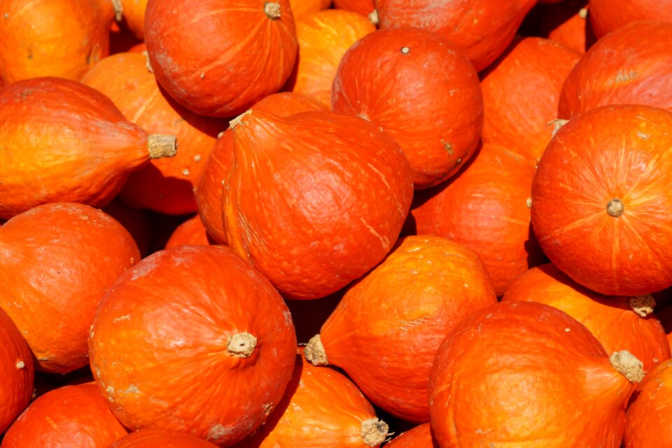 Harvest food autumn
