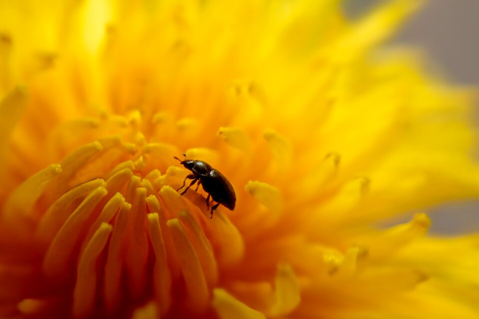 Beetle summer plant