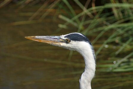 Water neck beak
