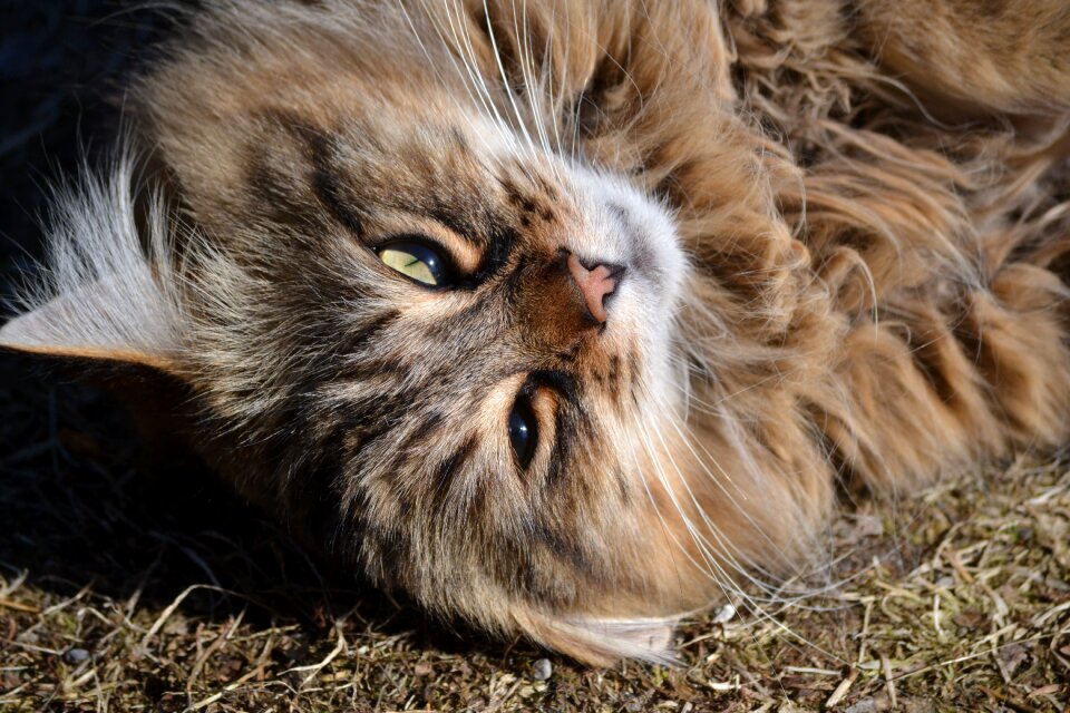 Tabby domestic pet