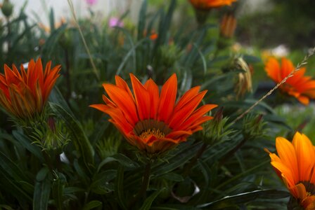Color orange petals orange photo