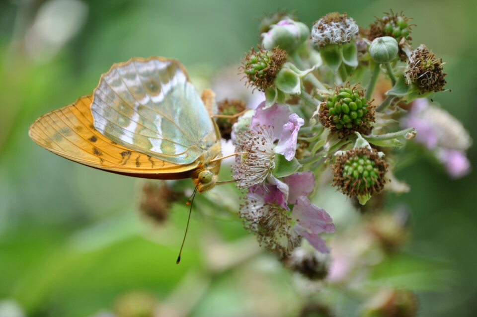 Butterflies flowers beauty photo