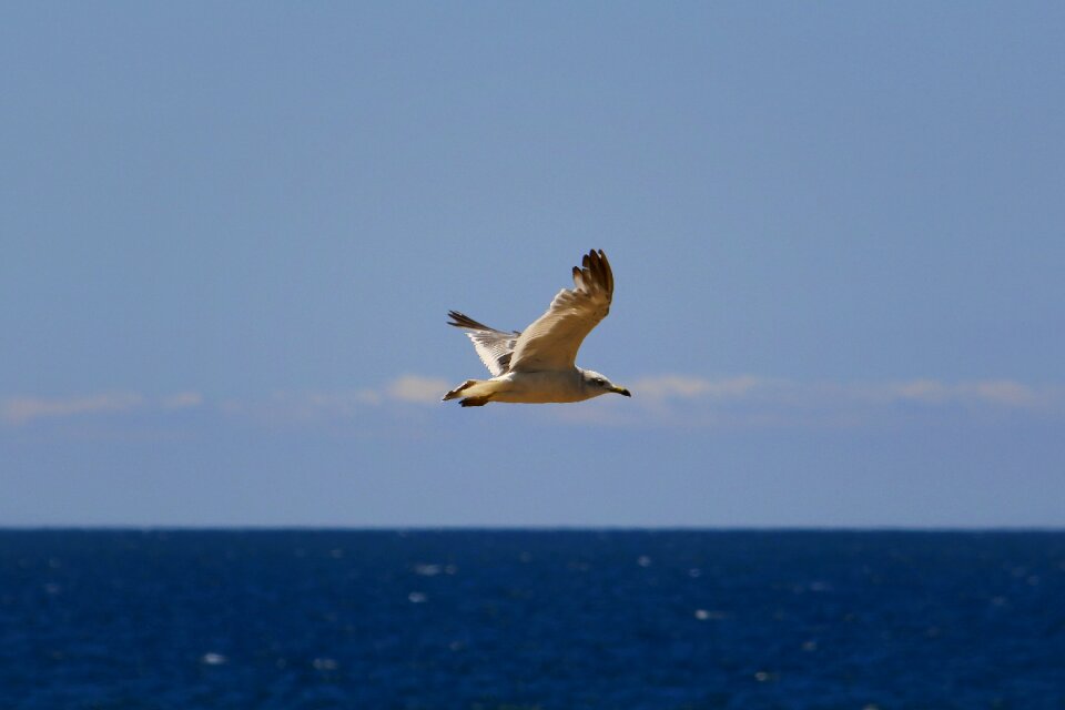 Sea gull seagull seabird