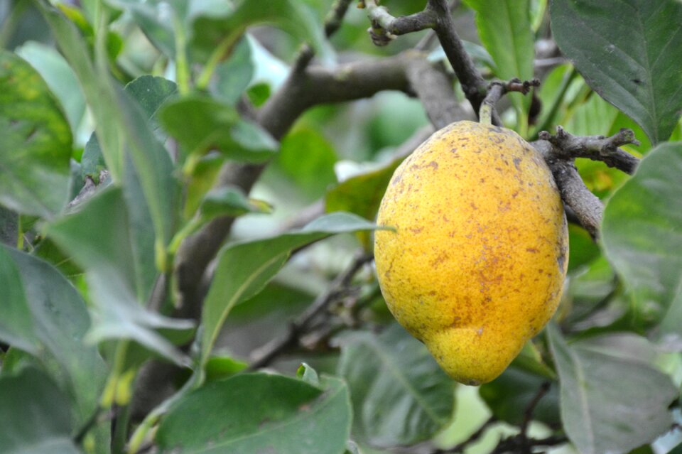 Fruit lemon tree citrus photo